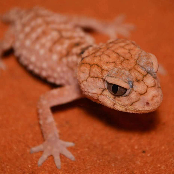 Jurassic Reptile Substrates JURASSIC SANDS