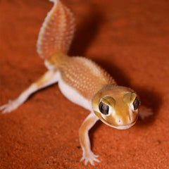 Reptile Substrates
